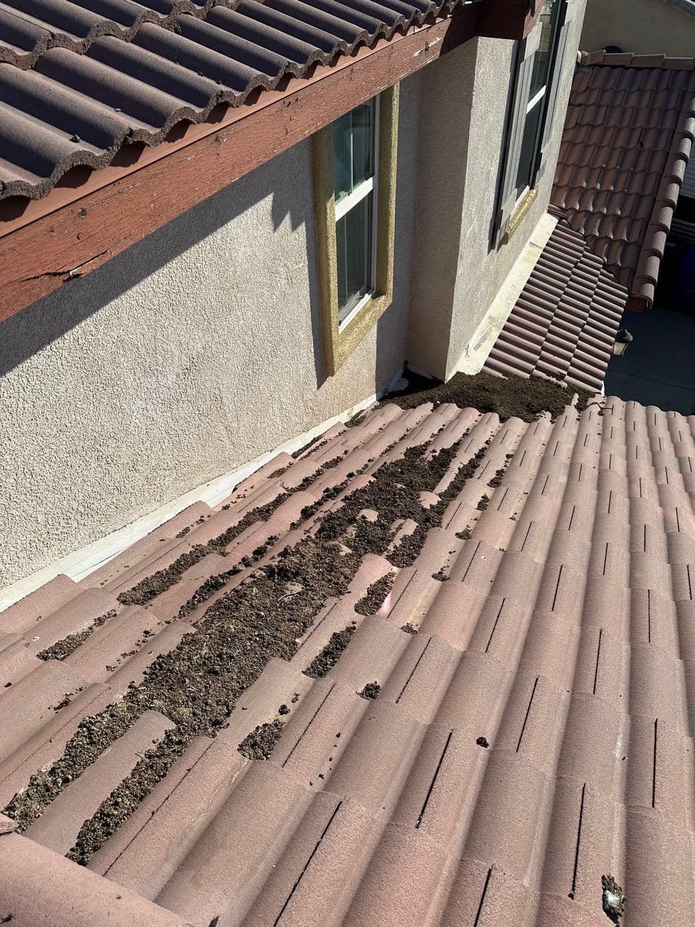 Clogged roof tiles with dirt buildup near a house, showing potential maintenance needs.
